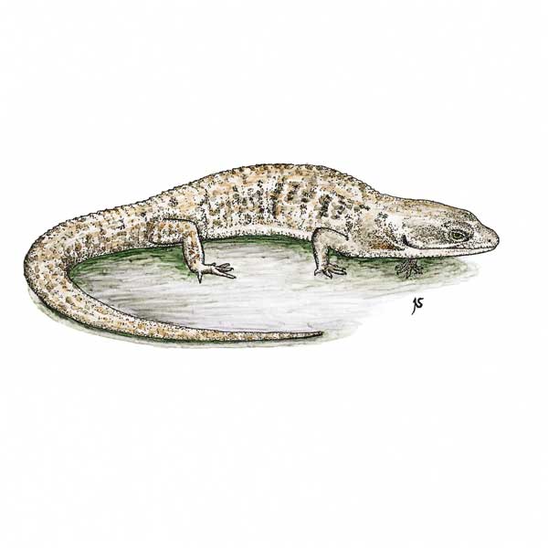 Southern Alligator Lizard