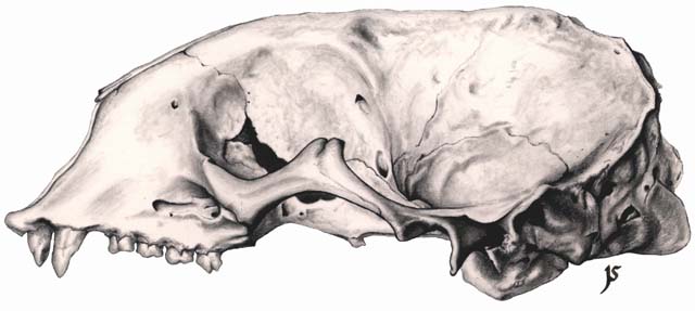 Harbor Seal Skull